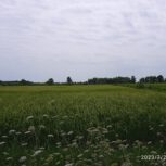 زمین کشاورزی برنج