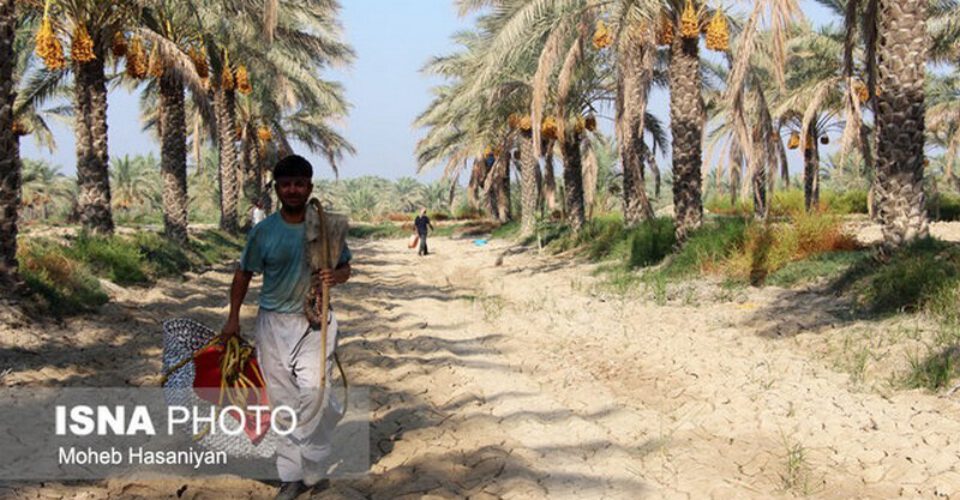 نکات عجیب و جالب درباره درخت نخل خرما!