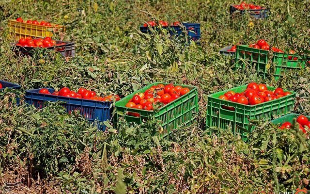 تاریخچه گوجه فرنگی در ایران و جهان