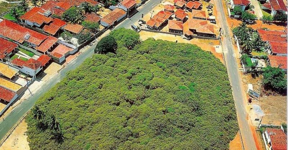 بزرگ ترین درخت برزیل که شبیه به یک جنگل است