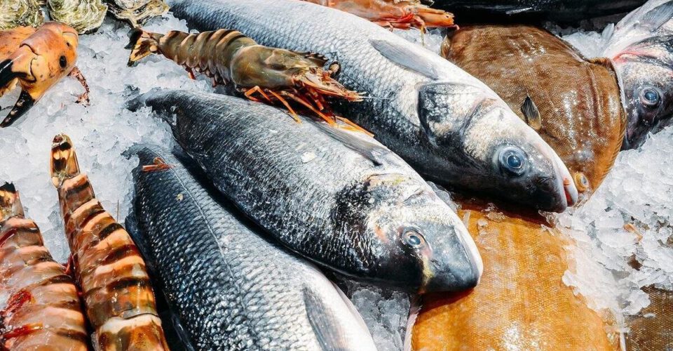 ماهیانی که به ساحل نرسیده دلار می شوند! | چرا قیمت آبزیان بالاست؟