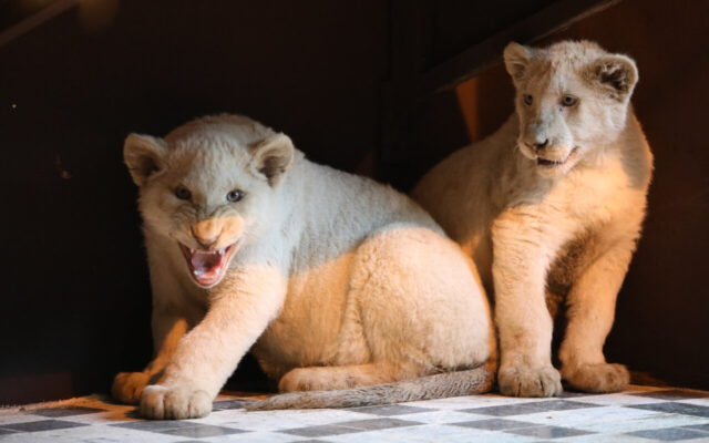 تصاویر | کمیاب ترین شیرهای آفریقا به تهران رسیدند | سرنوشت دو قلاده شیر سفید باغ وحش ارم چه می شود؟