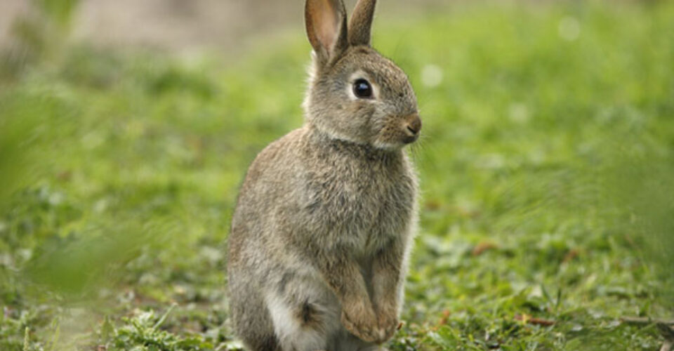 دانستنی های جالب درباره خرگوش ها