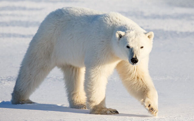 چرا رنگ پوست خرس قطبی سفید است؟