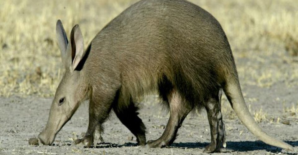 دانستنی های جالب در مورد خوک خاکی