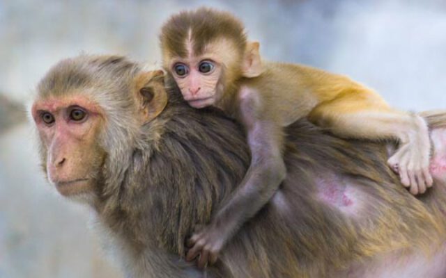 دانستنی های جالب در مورد میمون ها