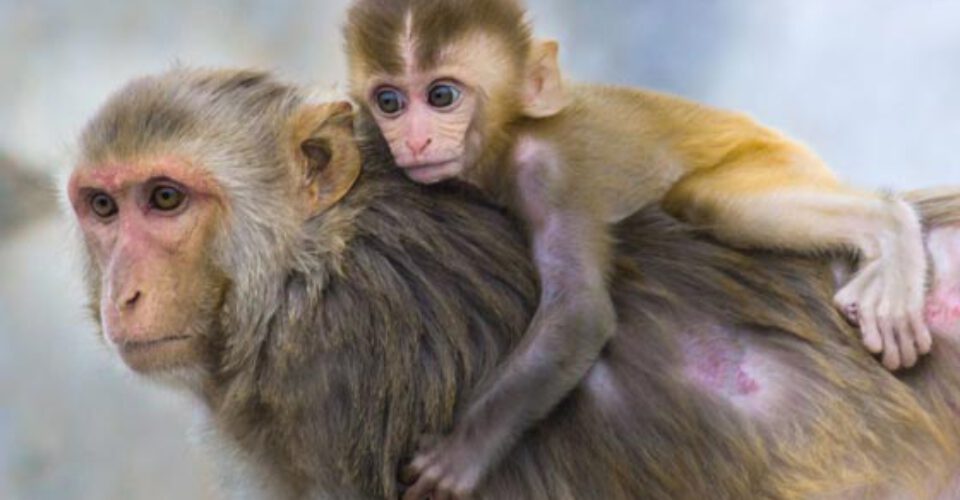 دانستنی های جالب در مورد میمون ها