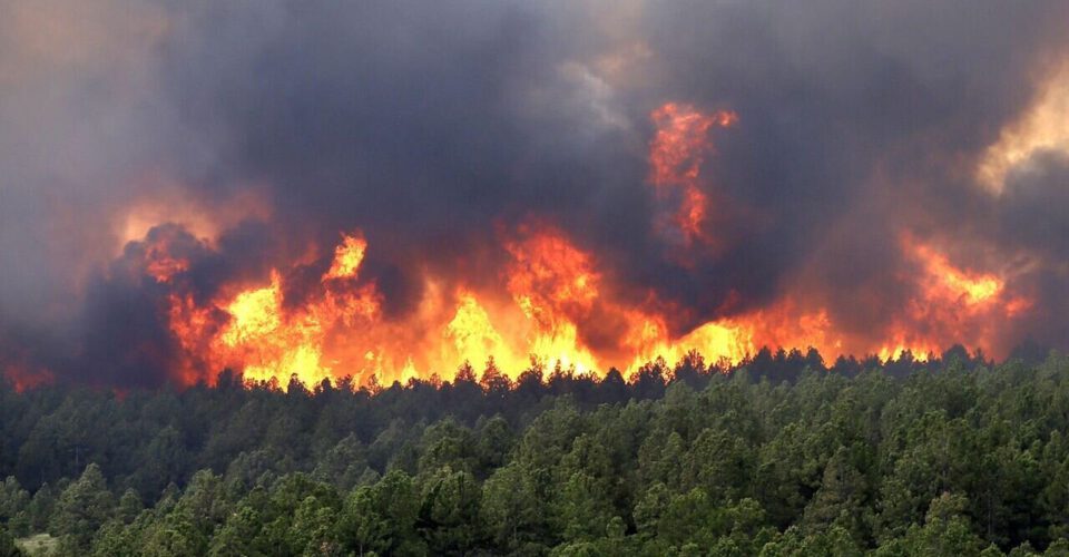احتمال وقوع آتش‌سوزی در این جنگل |  تا سه‌شنبه اینجا آتش روشن نکنید | علت آن چیست؟