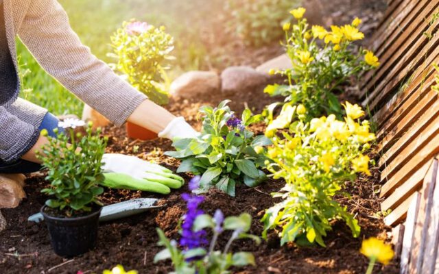 ۷ نکته مهم برای آماده‌ سازی گیاهان برای زمستان