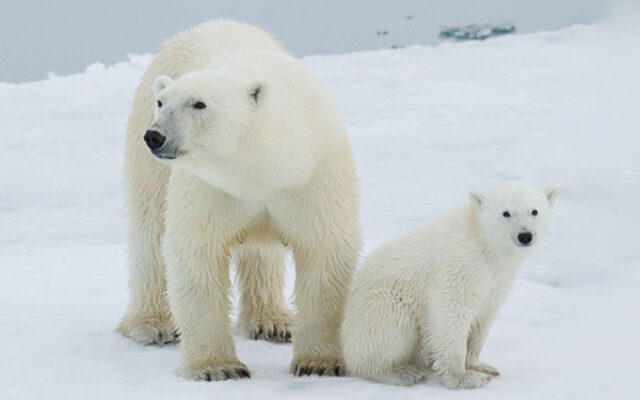دانستنی های جالب درباره خرس قطبی
