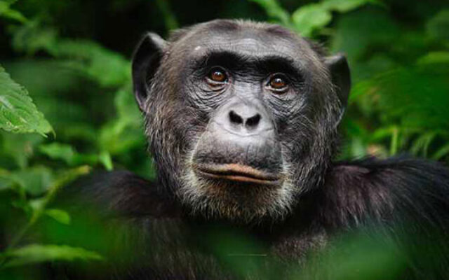دانستنی های جالب درباره شامپانزه ها