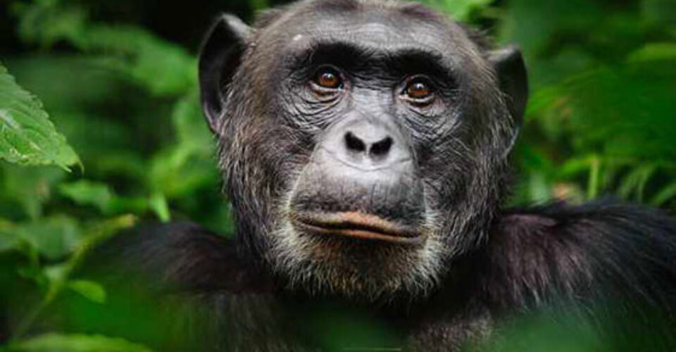 دانستنی های جالب درباره شامپانزه ها