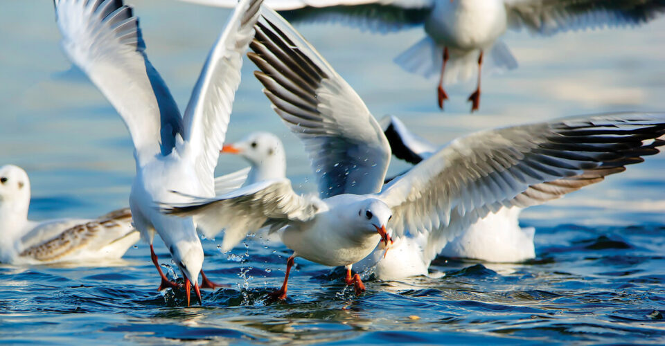 مهاجرت عجیب ۲۴۰ گونه پرنده به تهران | وقتی یک پرنده ژاپنی ساکن دریاچه چیتگر می شود