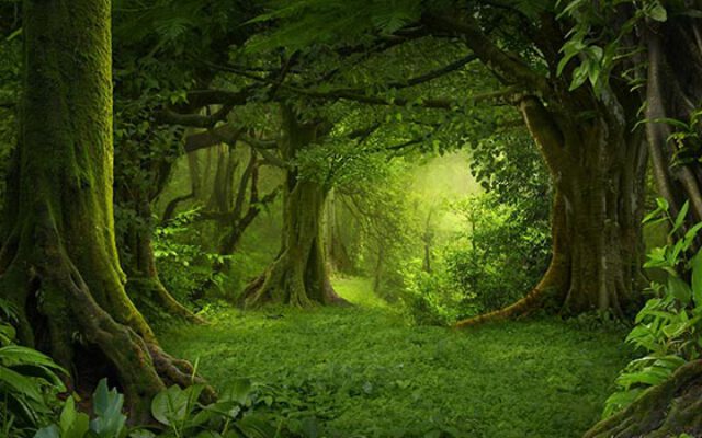 20 متن علمی و ادبی کوتاه در مورد جنگل