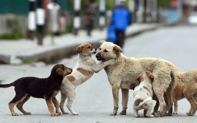 تهران ۳۰ هزار سگ ولگرد دارد | این سگ ها بیشتر در کدام مناطق تهران هستند؟