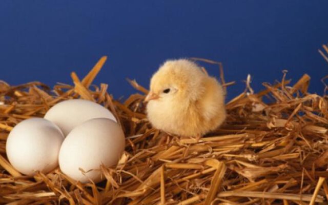 آیا می دانید که جوجه‌ ها چطور در تخم مرغ نفس می‌کشند؟