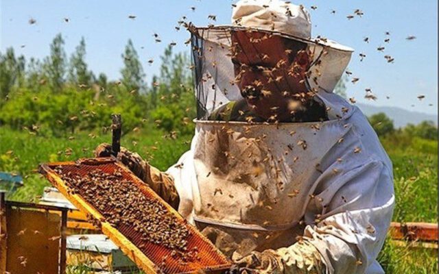نشانه‌های عسل مرغوب که از آن بی خبرید | شکرک زدن عسل نشانه خوبی است؟ | خواص انواع عسل‌های گیاهی را بشناسید