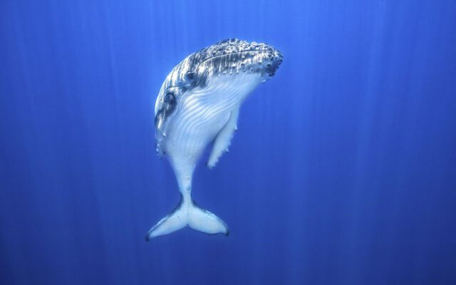 دانستنی های جالب درباره نهنگ کوهان دار یا گوژپشت