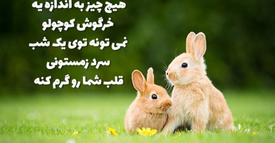 15 متن کوتاه در مورد خرگوش [انگلیسی – فارسی]