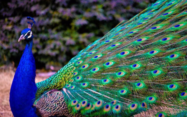 طاووس نماد و نشانه چیست؟ (خواب، فال قهوه و تتو)
