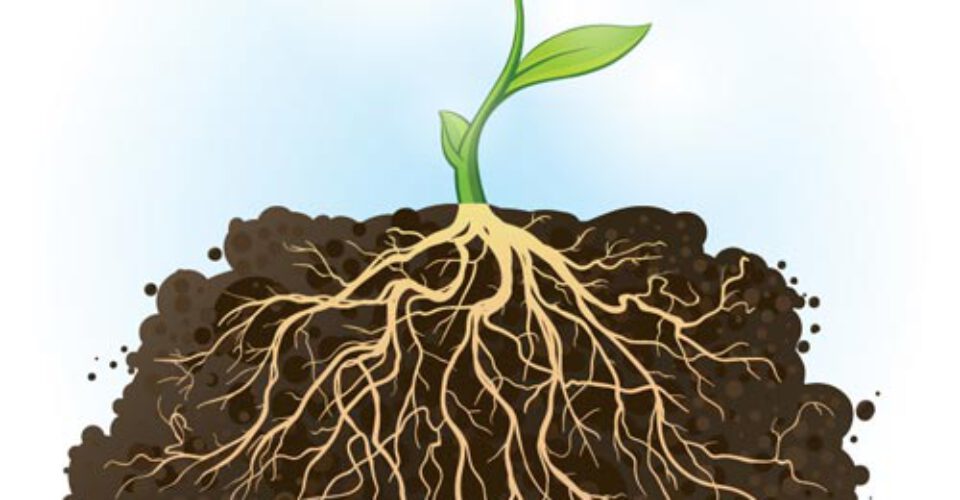 چرا گیاهان ریشه دارند؟ وظیفه ریشه چیست؟