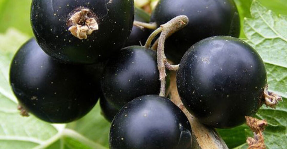 طعم و مزه انگور فرنگی سیاه چگونه است؟