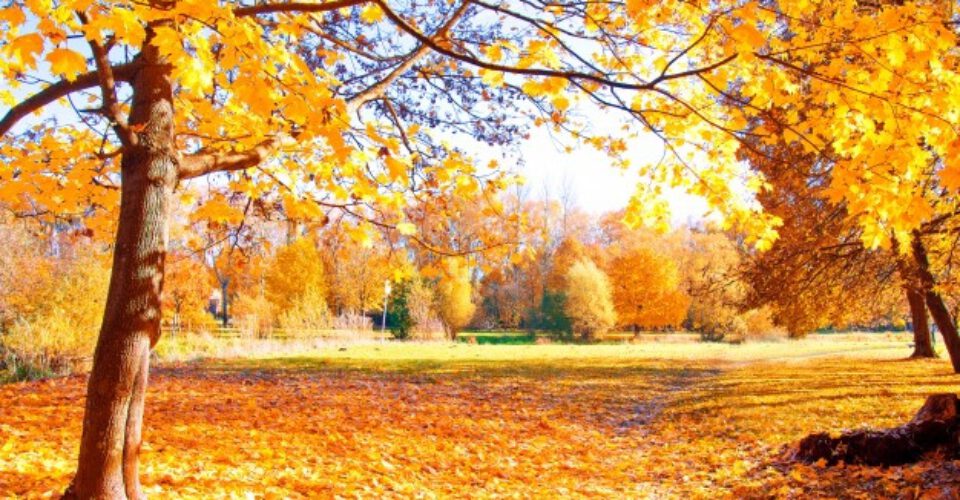 چرا در پاییز رنگ برگ درختان تغییر می کند و زرد می شود؟