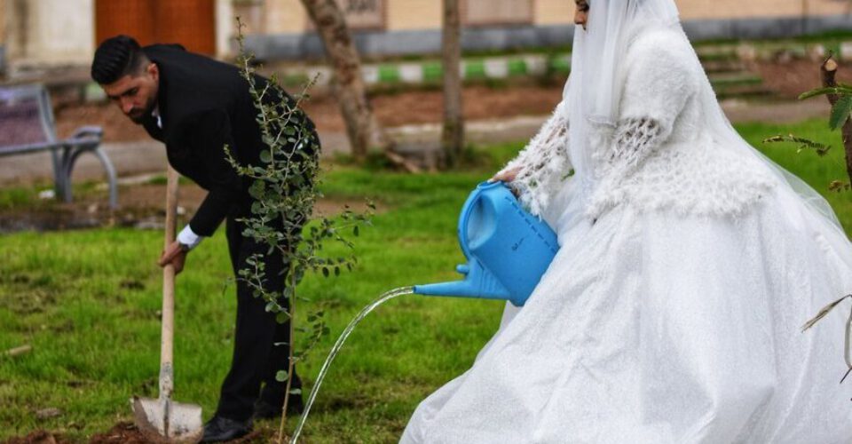 مهریه این عروس ایرانی درخت است! | تصاویر