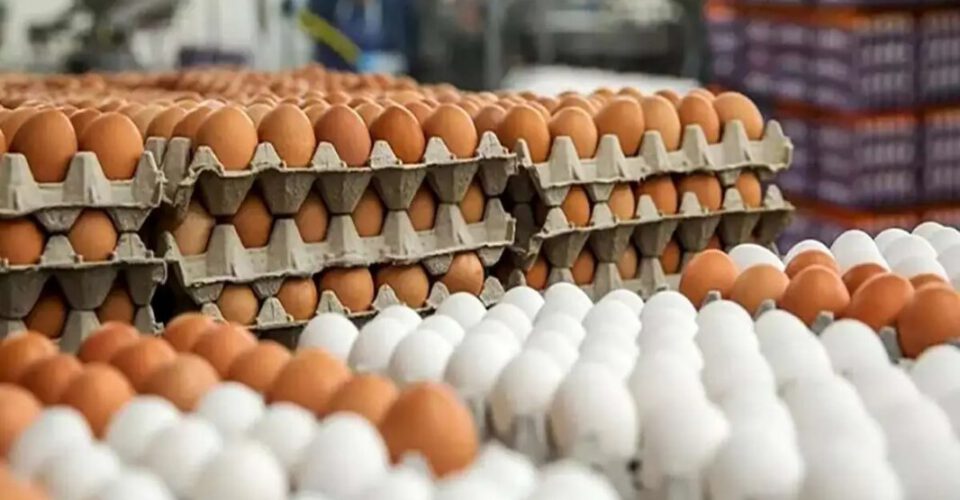 جدیدترین قیمت تخم مرغ در بازار | تخم مرغ شانه ای چند شد؟