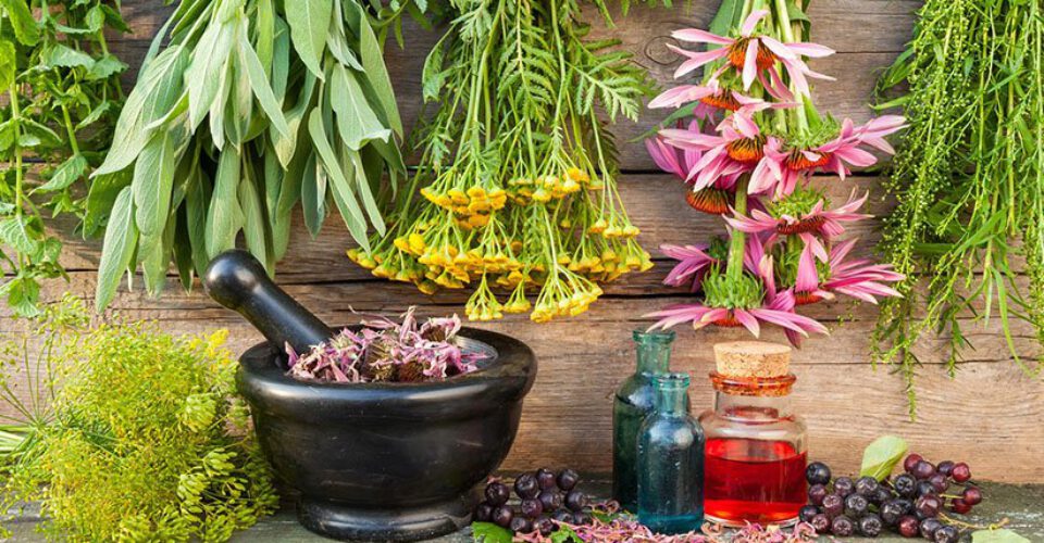 ۵ گیاه دارویی شگفت‌انگیز که هورمون‌های بدن شما را متعادل می‌کنند