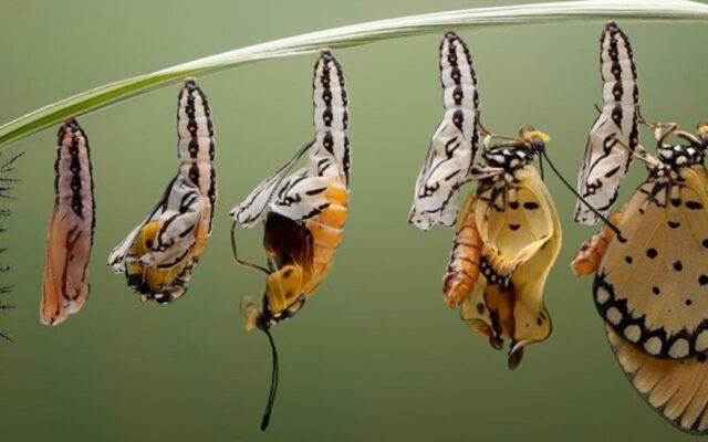 پروانه‌ها از دوران کرمی خودشان خاطره دارند!
