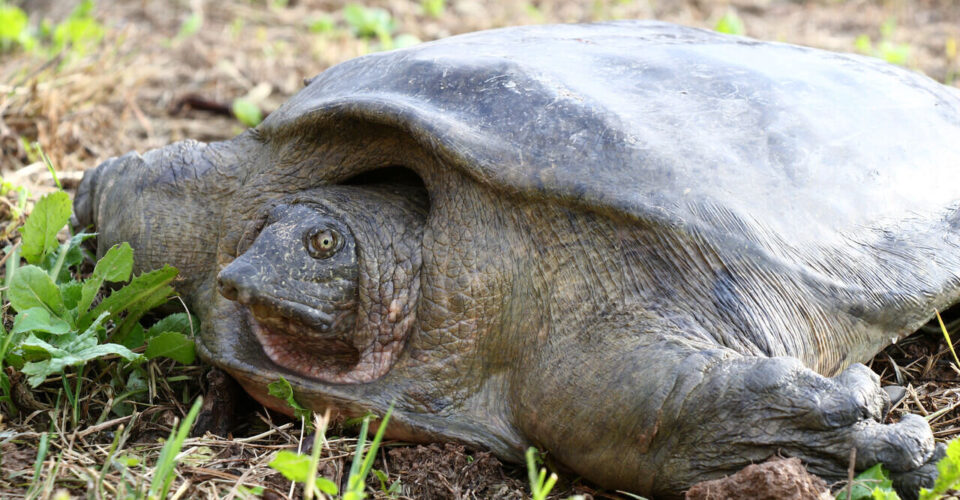 نجات لاک‌پشت سه انگشتی توسط شرکت نفت و سازمان محیط زیست | تخریب زیستگاه و حمله سگ‌های ولگرد ؛ مهم‌ترین عوامل تهدید لاک‌پشت فراتی