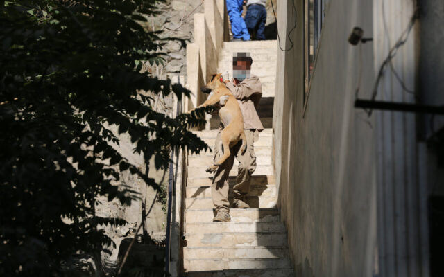 سگ‌های ولگرد درکه، دربند و دارآباد جمع‌آوری می‌شوند | نزدیک شدن سگ‌های پرسه‌زن به مدارس