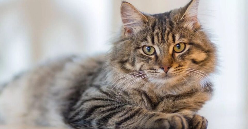 خطرناک‌ترین گربه جهان یک شهر در ژاپن را به حال آماده‌باش درآورد!