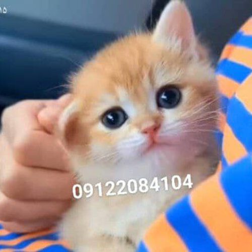 پیج‌فروش گربه|خرید بچه گربه ارزان|قیمت گربه پرشین|قیمت گربه ارزان