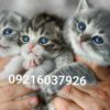 پیج‌فروش گربه|خرید بچه گربه ارزان|قیمت گربه پرشین|قیمت گربه ارزان