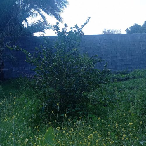 800 متر زمین باغی واقع در رودان پشته معزآباد