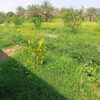 800 متر زمین باغی واقع در رودان پشته معزآباد