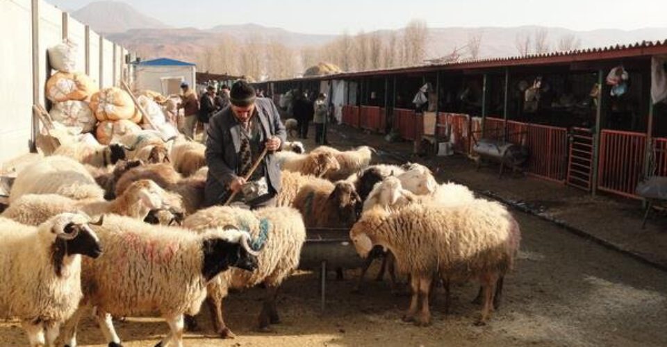 فروش گوسفند با کارت ملی صحت دارد؟