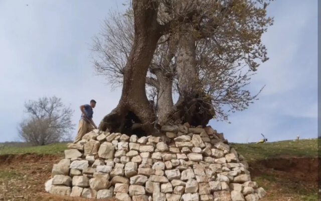 اهالی روستای زلان در روز طبیعت چه رسمی دارند؟ | آیین «گَل» به داد درختان بلوط کهنسال رسید