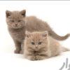 فروش بچه گربه های اصیل تهران 09391005484