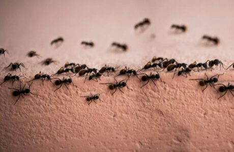 فراری دادن مورچه با یک ادویه محبوب خانگی ؛ راهی تضمینی برای دفع مورچه از خانه