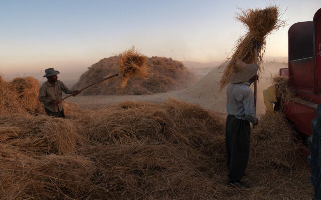 پیش‌بینی افزایش تولید گندم در استان‌ها | کدام استان‌ ها رکوردار تولید گندم هستند؟