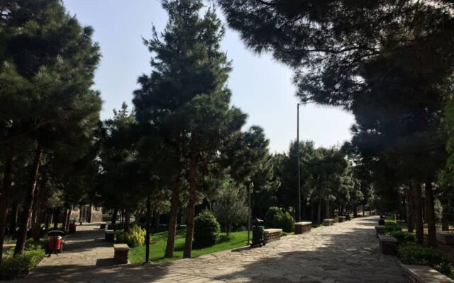 تعداد بوستان هایی که در دوره زاکانی در تهران افتتاح شد | آمار درختان ریش سفید و سالمند شهر