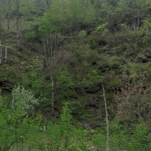 فروش فوری زمین ییلاقی دوهزار ویو ابدی جنگل و رودخانه