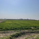 فروش زمین کشاورزی در خ اصلی صنعتگران محمودآباد (پاکدشت)