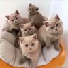 فروش تخفیفی انواع نژاد بچه گربه/09391005484