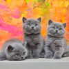 فروش تخفیفی انواع نژاد بچه گربه/09391005484