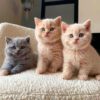 فروش بچه گربه های اصیل تهران 09391005484