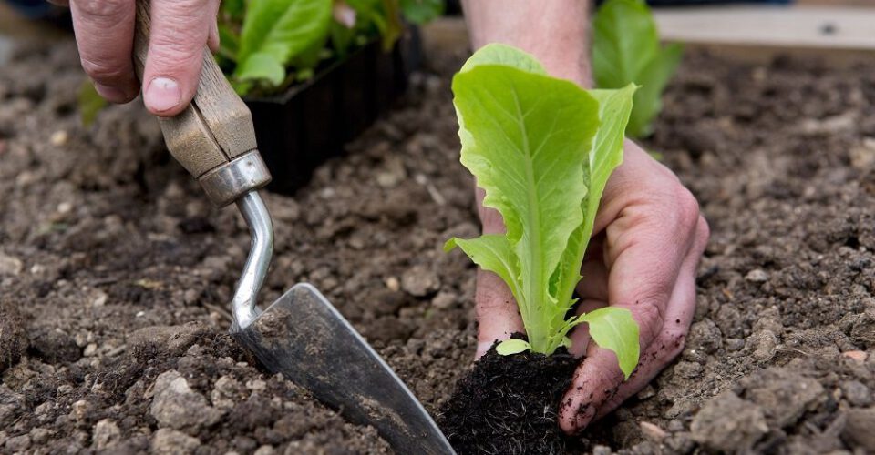 ۱۴ وسیله‌ی باغبانی که نگهداری از گل و گیاهان را در خانه آسان‌تر می‌کنند